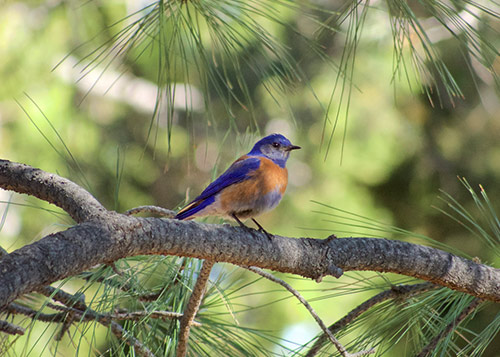 Blue bird in a tree