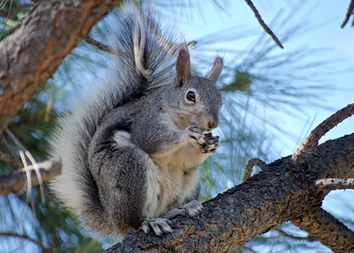 Squirrel, eating a nut, in a tree